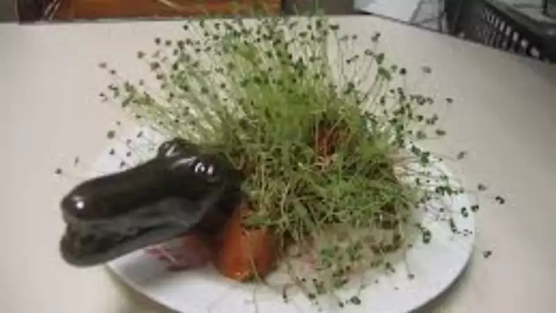 Grow Nutrient-Packed Chia Microgreens in Your Balcony: Easy 7-Step Guide