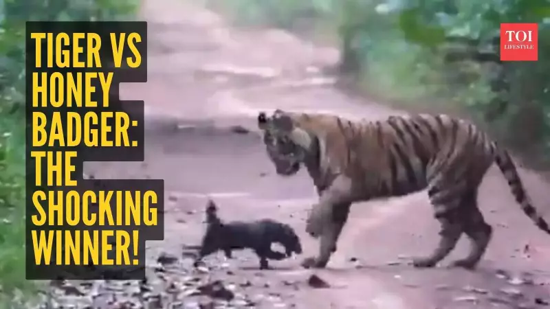Honey Badger vs Tiger: Incredible Wildlife Showdown Leaves Internet Stunned!