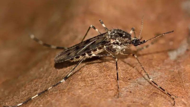 Iceland's First Ever Mosquito Discovery Sparks Major Climate Concerns | Times of India Travel
