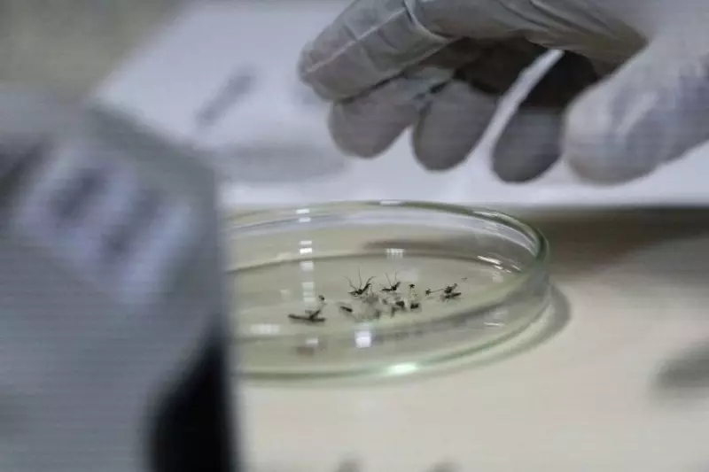 Iceland's Record Heatwave Brings Unwanted First: Mosquitoes Spotted | Climate Change Impact