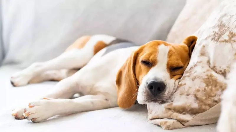 Is Your Dog at Risk? 10 Critical Diabetes Symptoms Every Indian Pet Owner Must Know
