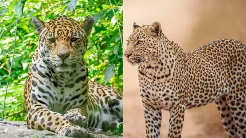 Jaguar vs Leopard: Spot The Difference! Size, Habitat & Behaviour Explained