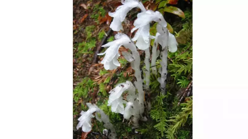 Japan's Ghost Plants: Unlocking Nature's Dark Survival Secrets That Could Revolutionize Science