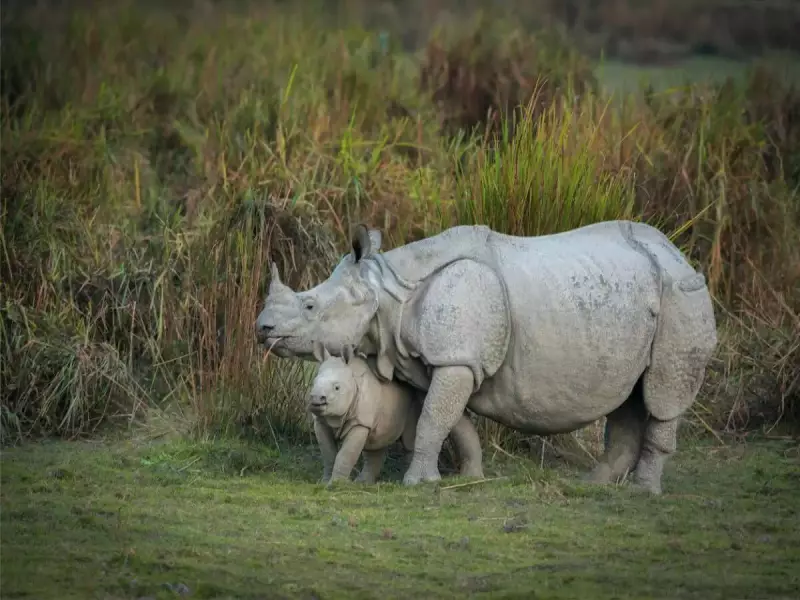 Kaziranga National Park Sees Massive Surge in International Visitors - Here's Why!