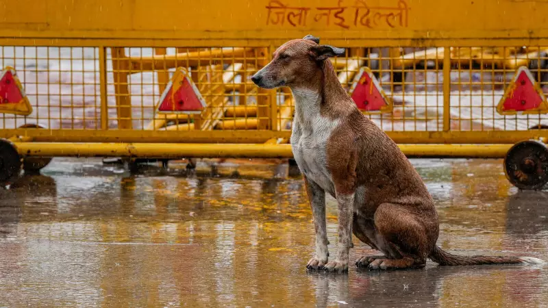 Maharashtra Horror: 3-Year-Old Girl Mauled to Death by Stray Dogs in Jalna While Father Slept