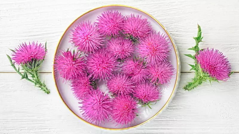 Milk Thistle for Fatty Liver: Science-Backed Liver Health Solution You Need to Know