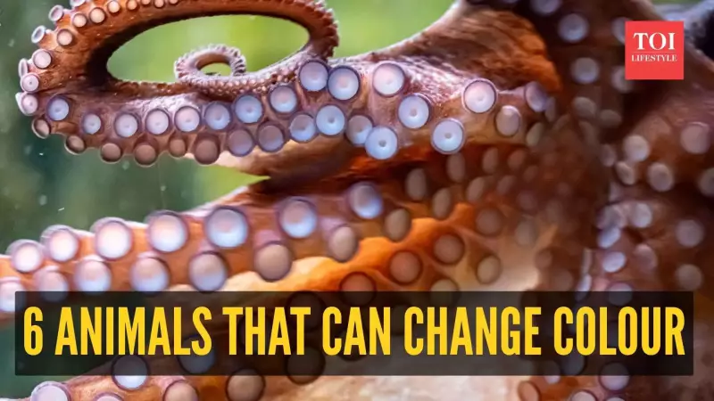 Nature's Living Rainbows: 6 Colour-Changing Animals That Will Blow Your Mind!
