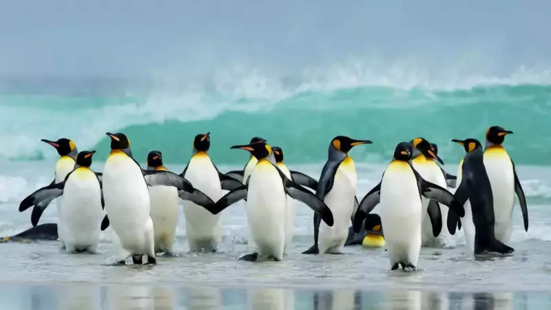 Penguins vs Polar Bears: The Evolutionary Mystery of Why Penguins Never Made It to the Arctic