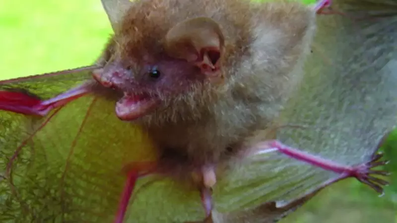 Philippines Unveils 6 New Bat Species: Major Biodiversity Breakthrough in Global Hotspot