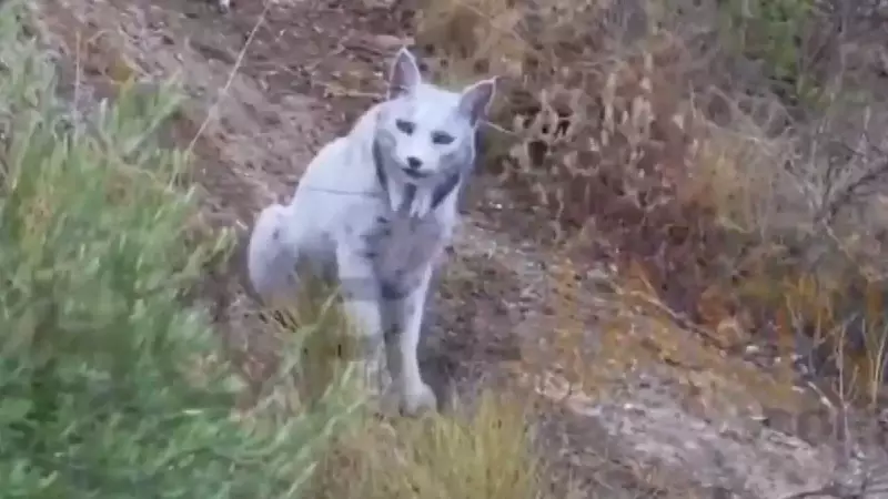 Rare White Iberian Lynx Spotted in Spanish Wilderness - Historic First Sighting!