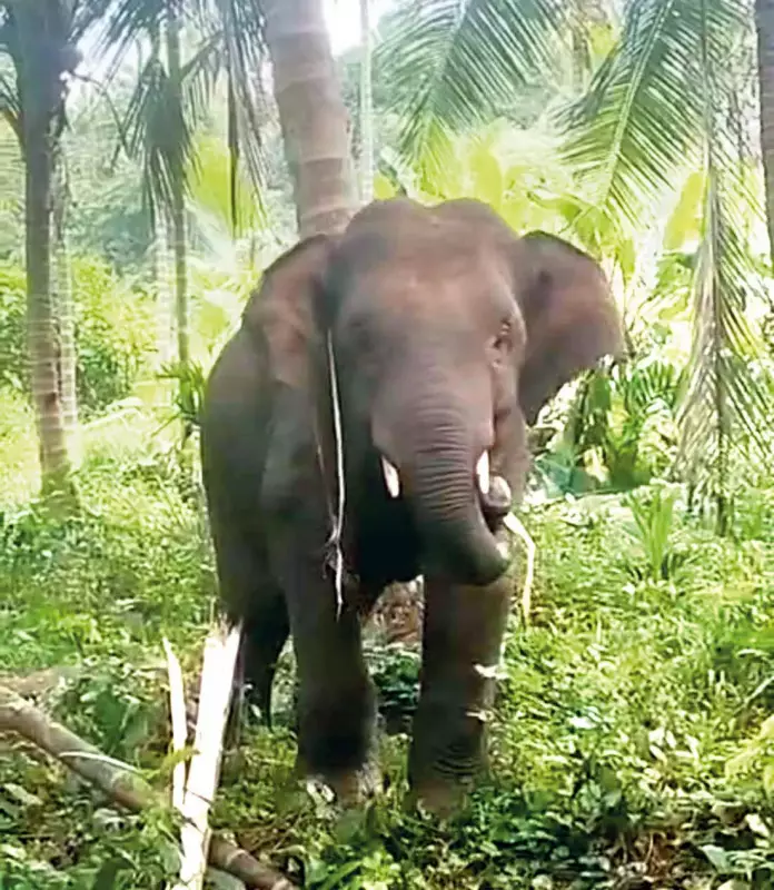 Rogue Tusker 'Omkar' Wreaks Havoc: ₹5 Lakh Crop Damage Reported in Goa Farms