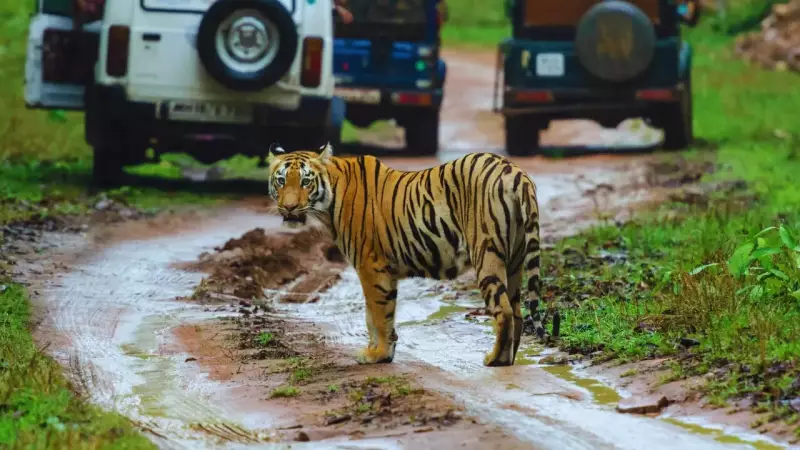 Safari Fails: 8 Costly Mistakes That Could Ruin Your Wildlife Adventure