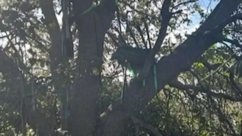Secret Service Discovers Suspicious Hunting Stand Overlooking Trump's Florida Air Force One Exit Route