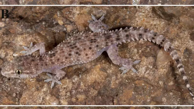 Spiny Marvel: New Gecko Species With Dragon-Like Skin Discovered in Tamil Nadu's Quartz Hills