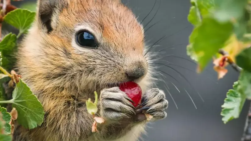 Squirrel Secrets Revealed: The Fascinating Science Behind Their Food-Hiding Habits