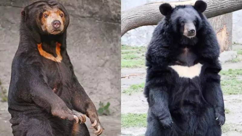 Sun Bear vs Moon Bear: The Ultimate Survival Showdown - 7 Key Differences Revealed