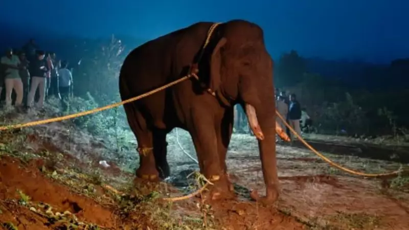 Wild Elephant 'Rolex' Captured Near Coimbatore After Dramatic Forest Department Operation