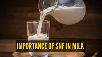 Milk Mystery Solved: Why SNF Percentage on Your Milk Packet Matters More Than You Think!