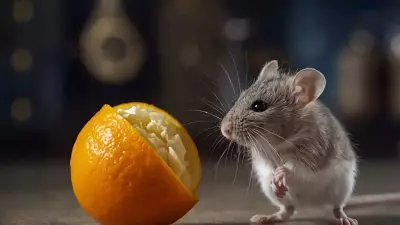 Orange Peel Power: The Natural, Eco-Friendly Way to Keep Mice Out of Your Home