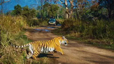 Roar Guaranteed! India's Top Tiger Safari Destinations For Unforgettable Wildlife Encounters