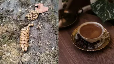 Science Confirms: World's Most Expensive Coffee Comes From Animal Droppings!