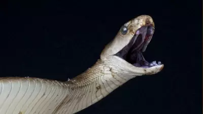 Snake Venom: The Liquid Gold Worth More Than Actual Gold | Rare Buy Explained