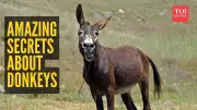 7 Astonishing Donkey Secrets That Will Change How You See These Humble Animals