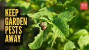 8 Natural Pest Control Hacks: Banish Aphids & Flies From Your Garden Forever!