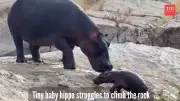 Baby Hippo's Hilarious Rock-Climbing Fail Goes Viral - Watch the Adorable Struggle!