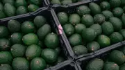 From Coorg to Gurugram: How Avocado Became India's Hottest Food Trend
