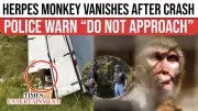 Herpes-Infected Monkey Sparks Panic in Mississippi After Dramatic Escape From Crash Scene