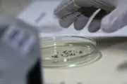 Iceland's Record Heatwave Brings Unwanted First: Mosquitoes Spotted | Climate Change Impact