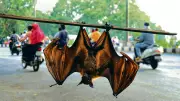 ICMR's Breakthrough: Natural Antibody Discovery Offers Hope in Nipah Virus Battle