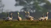 India's Winter Spectacle: 7 Migratory Birds You Must Spot This Season