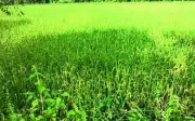 Koraput Farmers Breathe Sigh of Relief as Cyclone Remal Spares Major Crop Damage