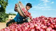 MSP Protection Boost: Centre's New Plan to Shield Farmers from Distress Sales