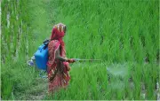 Paddy Panic in Odisha: Farmers Battle Mysterious Pest Invasion Threatening Rice Crops