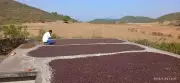 PM Modi's Flavorful Shoutout: Koraput Coffee Brews National Pride in Mann Ki Baat