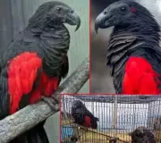 Rare Pesquet's Parrot Stolen in Daring Aizawl Zoo Heist - Authorities Launch Manhunt
