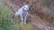 Rare White Iberian Lynx Spotted in Spanish Wilderness - Historic First Sighting!