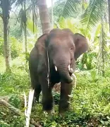 Rogue Tusker 'Omkar' Wreaks Havoc: ₹5 Lakh Crop Damage Reported in Goa Farms