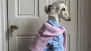 Samantha The Afghan Hound: Instagram's Most Fashionable Pet Redefining Glamour