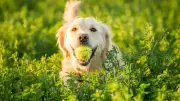 Top 5 Smartest Dog Breeds for First-Time Owners in India | Easy to Train Pups
