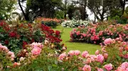 Transform Your Garden into a Fragrant Paradise: Top 10 Aromatic Flowers for Indian Homes