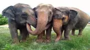 Wild Elephant Rampage in Valparai: Tribal Man Critically Injured in Forest Encounter