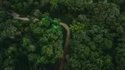World's Greenest Giants: Which Countries Have the Largest Forest Cover? India's Rank Revealed!