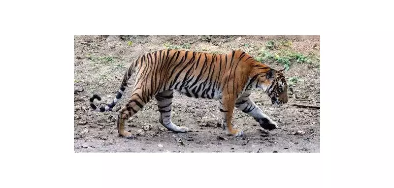 18th Tiger Rescue in 2 Months Strains Karnataka's Wildlife Facilities