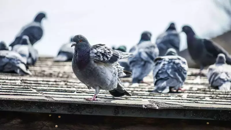 4 Reasons Why Pigeons Invade Your Home & How to Stop Them