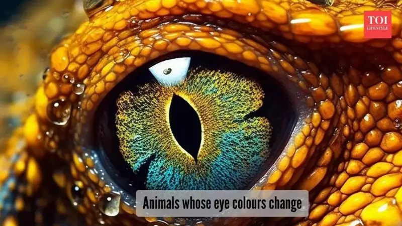 5 Animals That Change Eye Color: Reindeer, Octopus & More