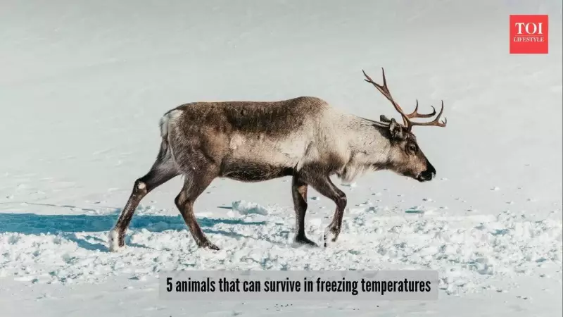 5 Animals That Thrive in Extreme Cold: Nature's Winter Warriors